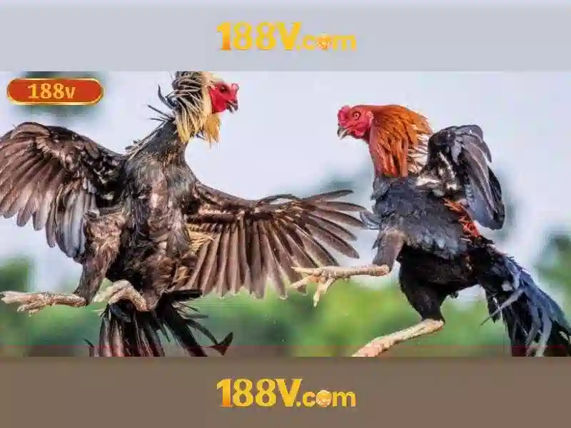 188v papagaiofllores.ru.com: Tổng quan, trải nghiệm và đánh giá