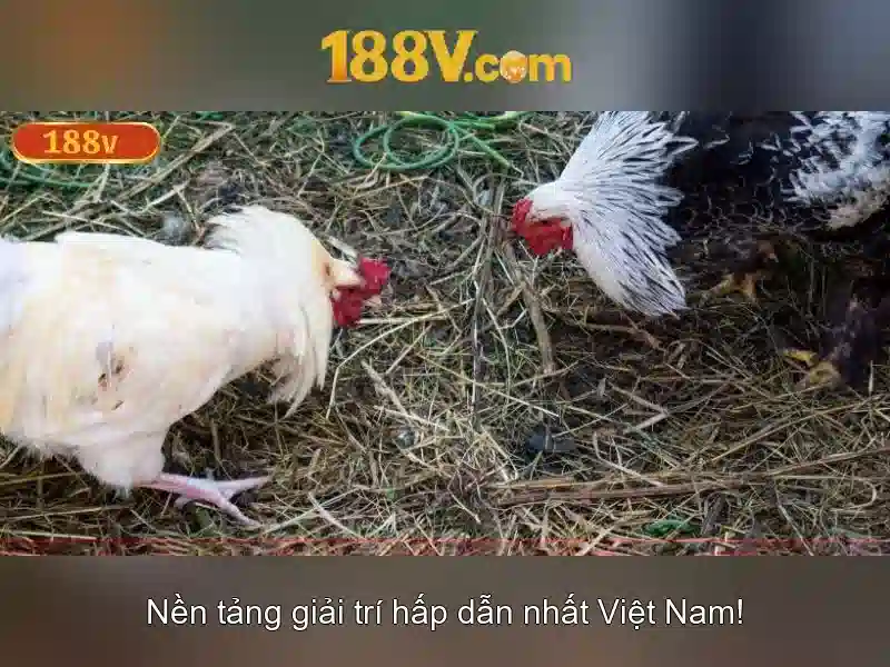 Giới thiệu về 188V Giới thiệu về 188V